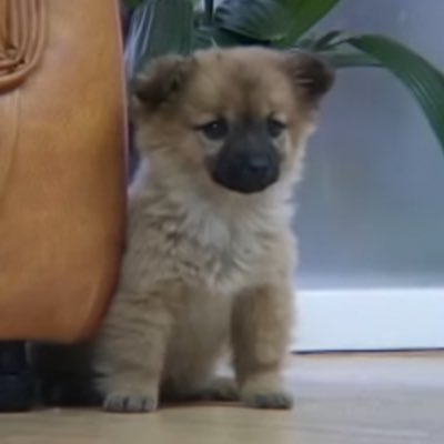 ccboo23's profile picture. 순애