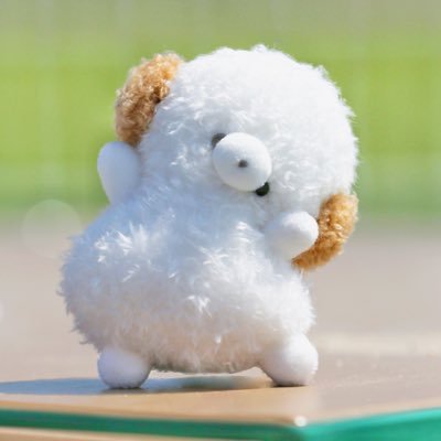 #さんじゅーななど #ななどっこ 見つめた時 触れた時 ほっと温かくなる子たちが生まれるお店。定期的におうちさがしをしています🏠✨世界にたった一匹の子にあたたかい家族ができますように…🎀うちの子🐶 #しょこら日記