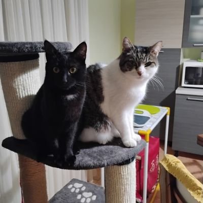 Sherlock6208's profile picture. 