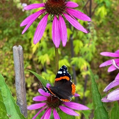 #valokuvaus #luonto #kukat #maisema #nature #flowers #landscape 📸 #photography 🎨 #taide #art Photos my own.