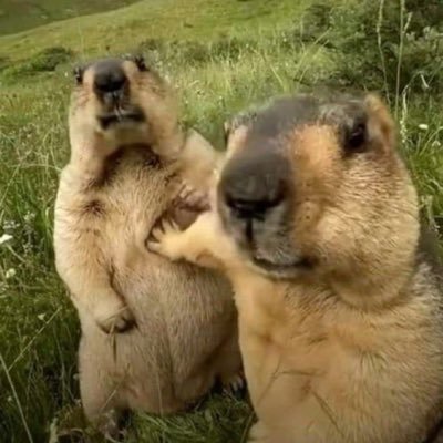 ichikitsune214's profile picture. 