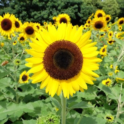 hima7tea's profile picture. 20代┊主婦┊関西┊ 夫と2人暮らし┊食べることとお花が大好き♡ ┊趣味はおさんぽ┊無言フォロー大歓迎です🌻