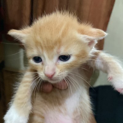 akun penjelajah,soalnya akun sebelah kena tangguhan semua konten jinx