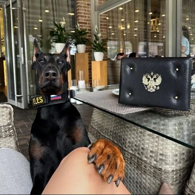 hey there, new mega zoo dropbox available just a dm 📥🐶🥰