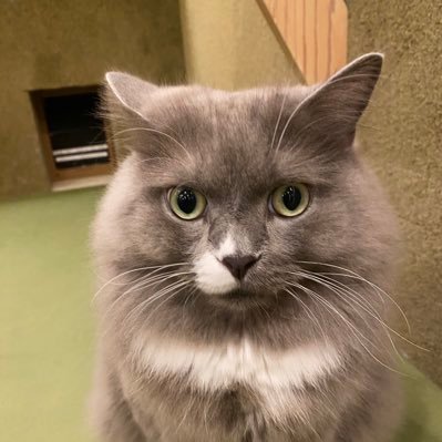 ohsotihsotas's profile picture. 