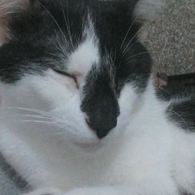majubacoli's profile picture. 