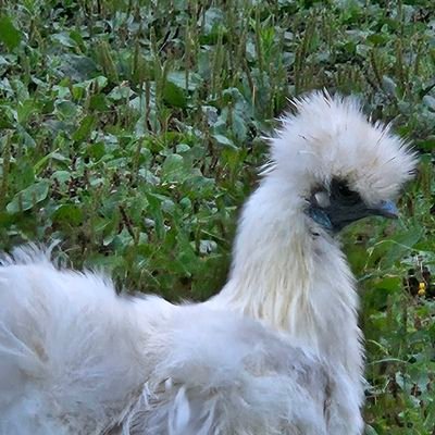 AxieHg's profile picture. 