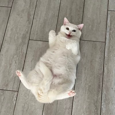 akrtbjk1's profile picture. 