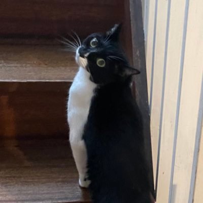 nekoich_'s profile picture. ガジェットオタです。テクノロジーと社会に関心があります。趣味はマンガ、音楽、ボードゲーム