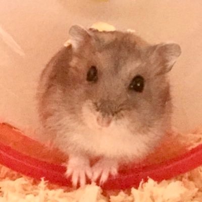 daifukumochigo1's profile picture. NORD😊❤️💛💙💚