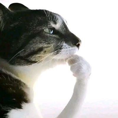 mustxfr's profile picture. 