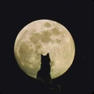 i’m in love with my cat and the moon i’m just here to scroll and like pretty things ✧・゚: *✧・゚:*.・゜゜・༶