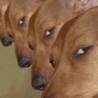 Sus Dog (@smellingyoursus) 's Twitter Profile