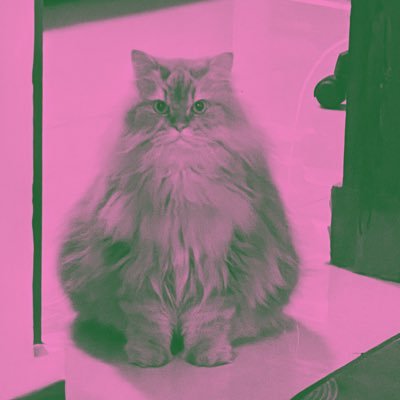 Part time kucing, full time majikan ≽^•⩊•^≼ | Keseharian Pico🦁 Ceri🍒 Coco🍫 Cepi🐈⬛ Oleo🐼
