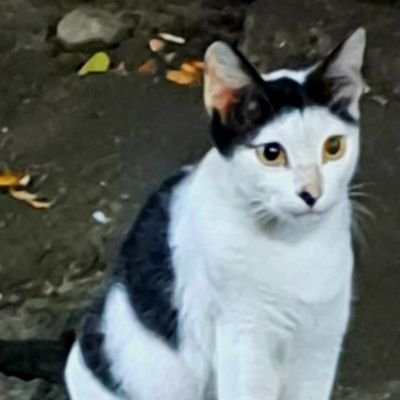 a_mugle_'s profile picture. Ingin jadi kucing 🐈