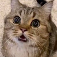kware (@blobberism) 's Twitter Profile