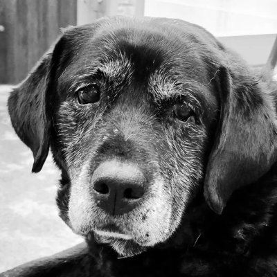 Marine and Air Force combat veteran. 2A absolutist. Lover of dogs. SSI/PADI Dive Instructor. Formerly BirddogActual. Warning: I swear. A lot.