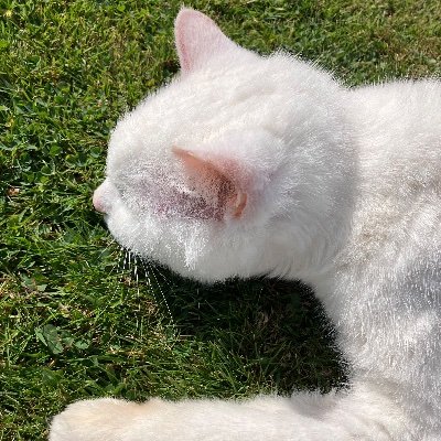 🤍🐈⬛ Luca 6.2007🎋-25.8.25🥀
grieve at troubles, but not too much: be aware what sort of rhythm rules man's life.
🎼 Bach’s Harpsichord Concertos III