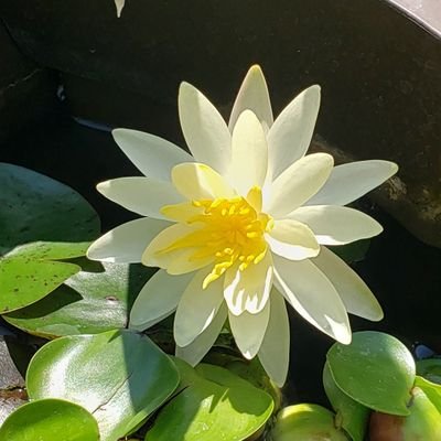 LisaSma97935575's profile picture. Wife, mother, and grandmother who truly hates what the orange umpa lumpa has done to our country!  PROUD LIBERAL. NO DM