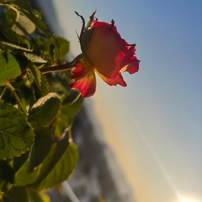 LWH109056's profile picture. 浙江业余无线电爱好者，在辽宁上大学中，iss，so50等卫星可约，6m暑假出没