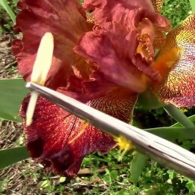 alzubide's profile picture. I do not create the events, but I expose their narrative and lies.