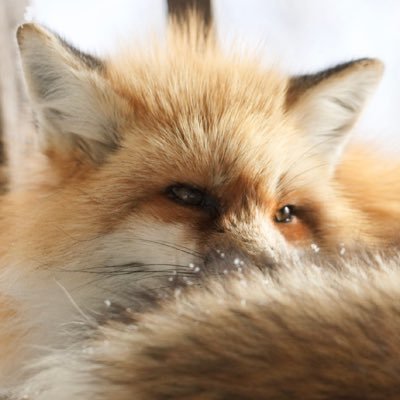 Wshshuang's profile picture. 