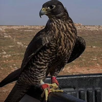 AltorkFais21553's profile picture. 
