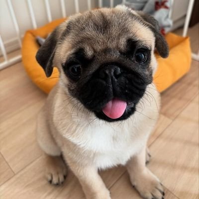 Sonyaquestt1's profile picture. Angel outside, demon slut inside  Caged only by your hands, wrecked only by your touch 😇👉😈