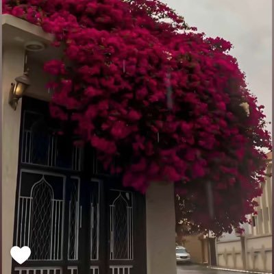 alhynamh's profile picture. 