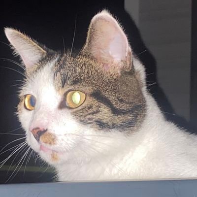 GiimoCat's profile picture. 