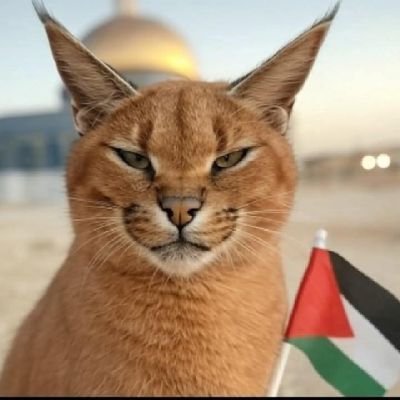 HasanCavus683's profile picture. şakada olsa yalan söylemeyinizHz Muhammed(sav)putçular itetaparlar yok olun erkek oldum dan takipçi sayısı az itetaparlar bloke yapıyorbu yeni takibetakip