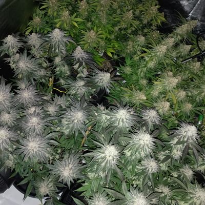 FalconRockGrows's profile picture. 