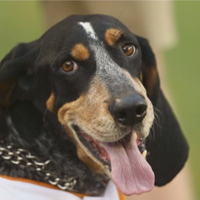 SmokeysBurner98's profile picture. Go Vols