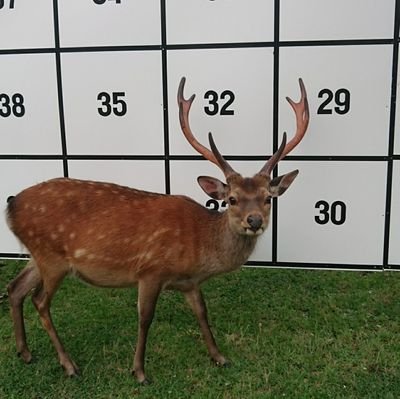 奈良市民。最近まで毎日のように奈良公園を歩いてたので、その時のスナップ写真(鹿率高し)や奈良京都のイベント情報のポストが多いです。時々、阪神やビートルズ、そして私の迷言も呟きます。写真の無断転載はご遠慮願います。悪質な誹謗中傷等にはそれなりの対応をします。