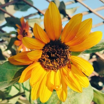 lallu89's profile picture. Piante, pensieri e sensazioni.
#paint #Plants #Nature #Life #Colours #Time #Pensierifree