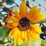 lallu89's profile picture. Piante, pensieri e sensazioni.
#paint #Plants #Nature #Life #Colours #Time #Pensierifree