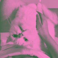 Solistia (@shahaha07) 's Twitter Profile
