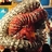 gacky_t_'s profile image