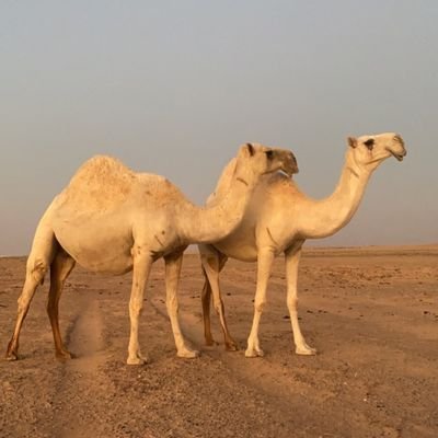 اسمي عبد الله. انا من غامبيا
حفظكم الله جميعا ورعاكم من كل سوء وشر