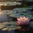 water__lily____'s profile image