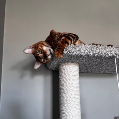 rin_piu's profile picture. 