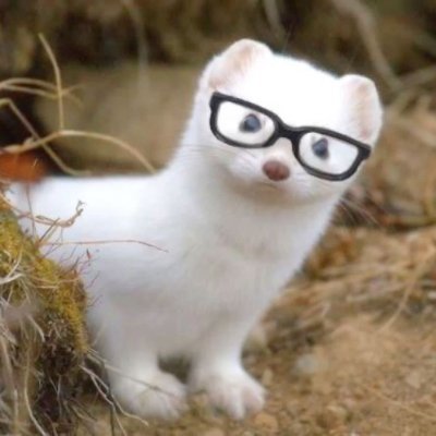 nxhrlz's profile picture. @Lvl22O