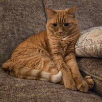 der Spargelmeister (@ladydaisy1838) 's Twitter Profile Photo