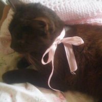 maxine π» (@polkadotmax) 's Twitter Profile