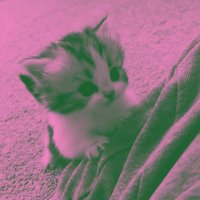 H. (@hikolagi) 's Twitter Profile