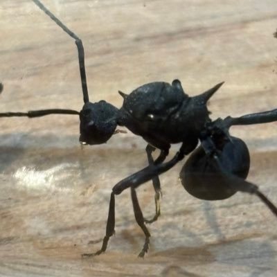 蟻飼育初心者 2023年6月7日からアントルームさんから購入したムネアカオオアリを飼育してます