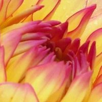 Shaz (@🏠) 🇺🇸 🌻🇺🇦🌻 (@shazinor) 's Twitter Profile Photo Shaz (@🏠) 🇺🇸 🌻🇺🇦🌻 (@shazinor) 's Twitter Profile Photo