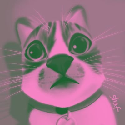 Shafさんのプロフィール画像