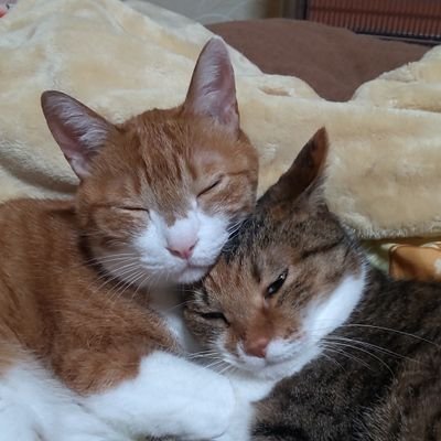 coconyoro0801's profile picture. ネコとBSNをこよなく愛す🥰
ネコ好きさん気軽にフォローして下さい😁DMはスルー失礼🙏💦
BSNラジオにもたまに投稿📩あ…ラジオネームは、この名前ではありません🤭
お酒🍶🍺、激辛大好き🤣🤣