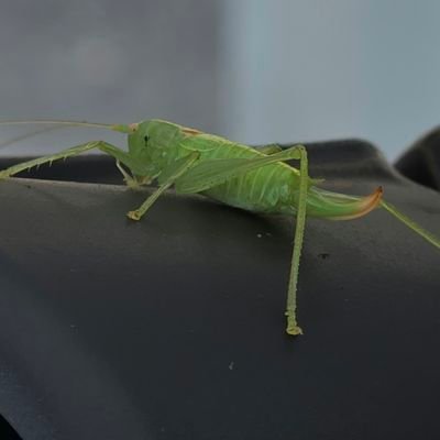 I am a ninja bush hopper, you will never see me when I'm in camo mode and when I'm trying to savour my baby egg being eater by the demones